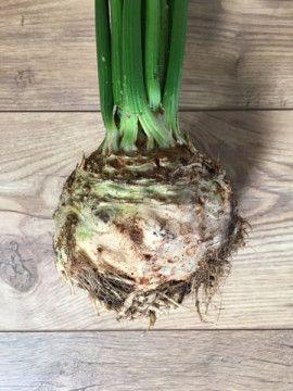 Celeriac (each)
